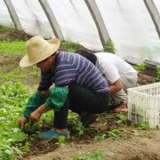 La media de trabajadores extranjeros afiliados a la Seguridad Social asciende a 2.123.454 en noviembre